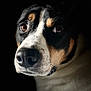 dog, close_up, portrait, animal, black_background, brown_eyes, white_fur, black_fur, tan_fur, pet, muzzle, whiskers, face, canine, looking_away, soft_light, detailed, animal_portrait, fur_texture, domestic_animal
