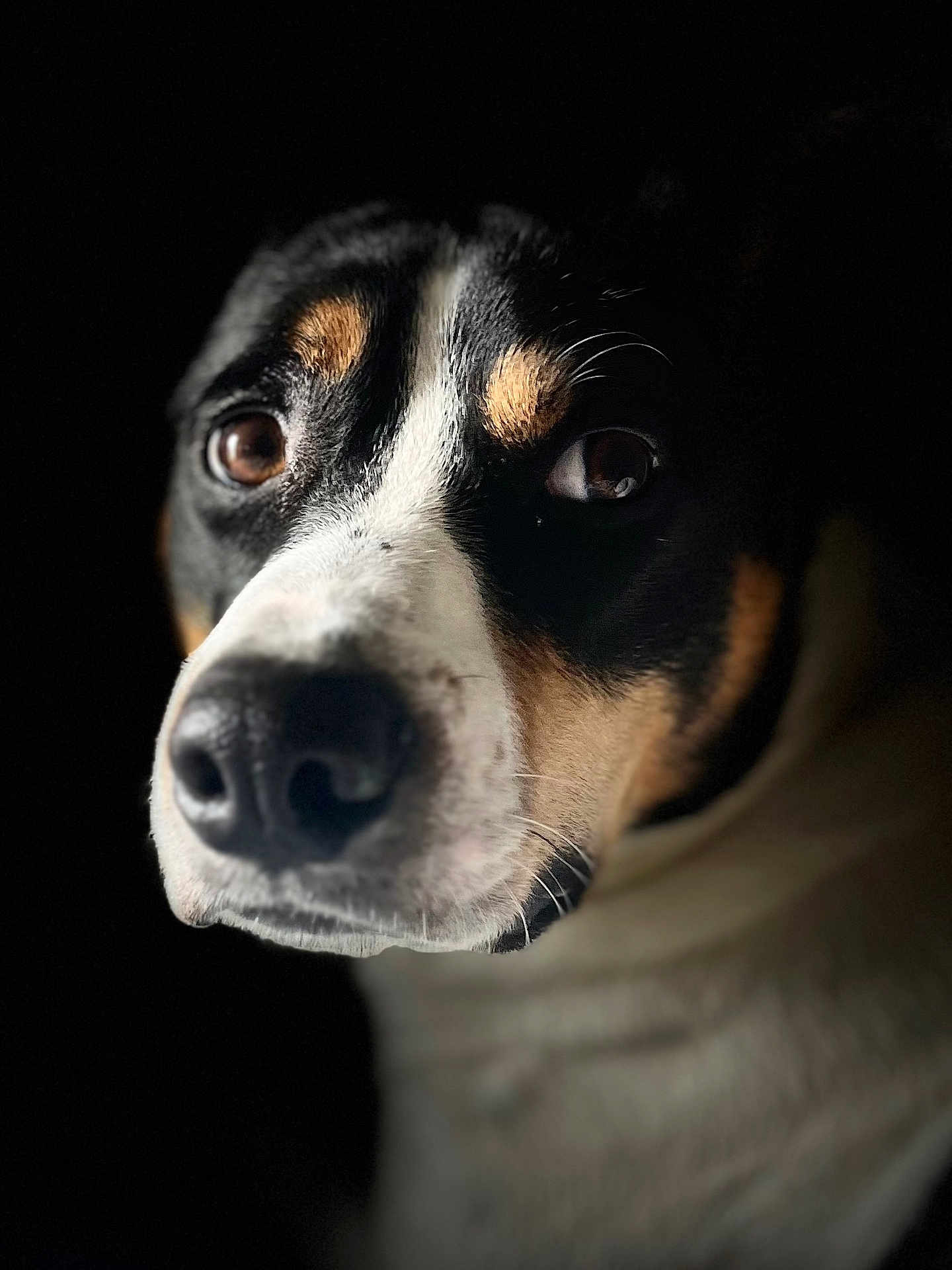 Snickers participe au concours pour gagner de l'argent avec cette photo : dog, close_up, portrait, animal, black_background, brown_eyes, white_fur, black_fur, tan_fur, pet, muzzle, whiskers, face, canine, looking_away, soft_light, detailed, animal_portrait, fur_texture, domestic_animal