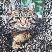Poupi a rejoint le concours — aidez-le/la à gagner de superbes lots ! cat, tabby, animal, tree, nature, wildlife, fur, whiskers, ears, face, paw, outdoor, closeup, relaxing, branch, mammal, eyes, resting, wild, camouflage