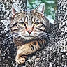 cat, tabby, animal, tree, nature, wildlife, fur, whiskers, ears, face, paw, outdoor, closeup, relaxing, branch, mammal, eyes, resting, wild, camouflage