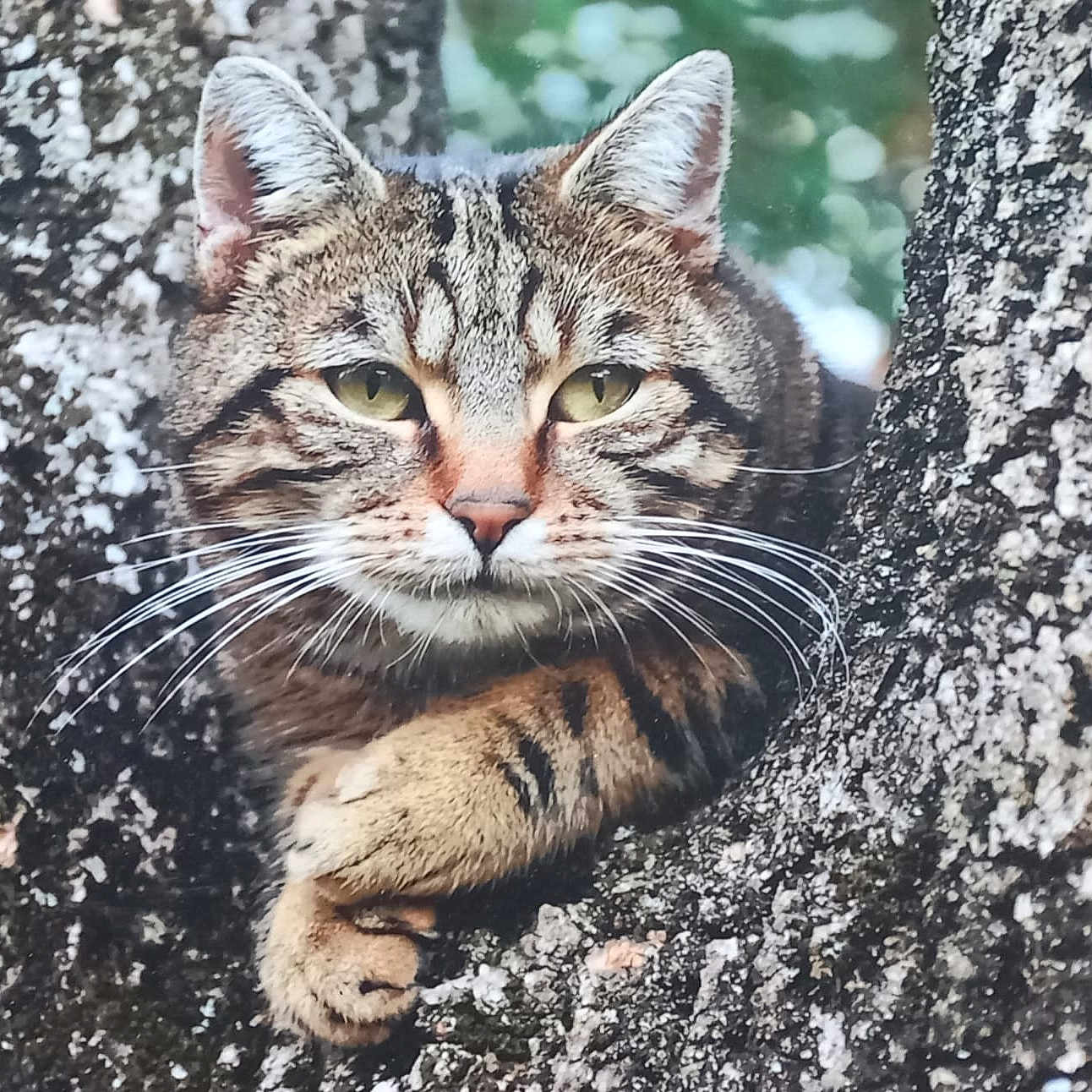 Poupi a rejoint le concours — aidez-le/la à gagner de superbes lots ! cat, tabby, animal, tree, nature, wildlife, fur, whiskers, ears, face, paw, outdoor, closeup, relaxing, branch, mammal, eyes, resting, wild, camouflage