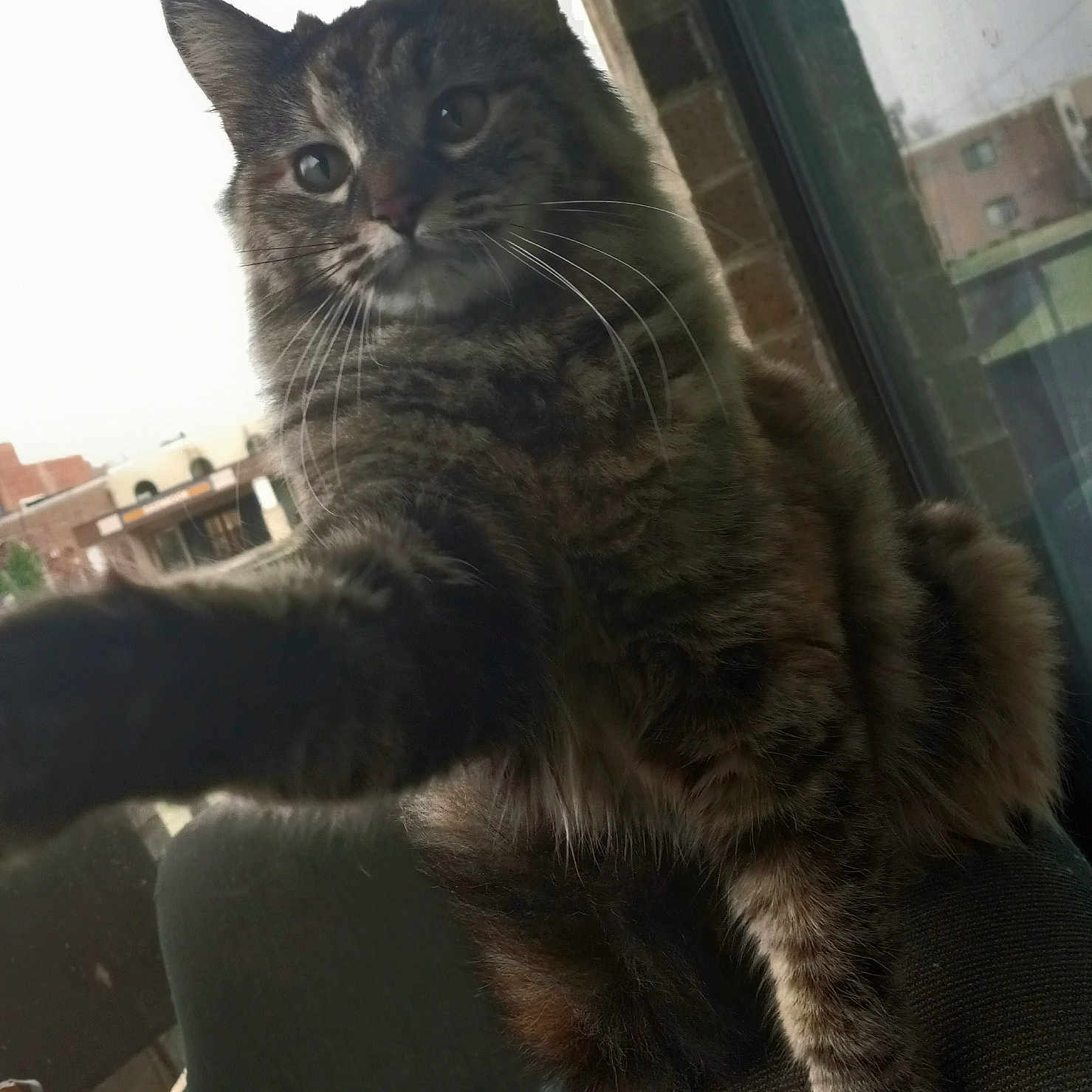 Willow is registered to the contest to win money with this photo: abyssinian, angora, animal, architecture, armchair, building, cat, chair, couch, cushion, furniture, homedecor, indoors, kitten, livingroom, manx, pet, plant, pottedplant, room