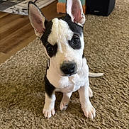 Loki is registered to the contest to win money with this photo: puppy, dog, black_and_white, carpet, ears, floor, indoor, pet, cute, young, fur, animal, canine, looking_up, small, sitting, home, wood_floor, curious, adorable
