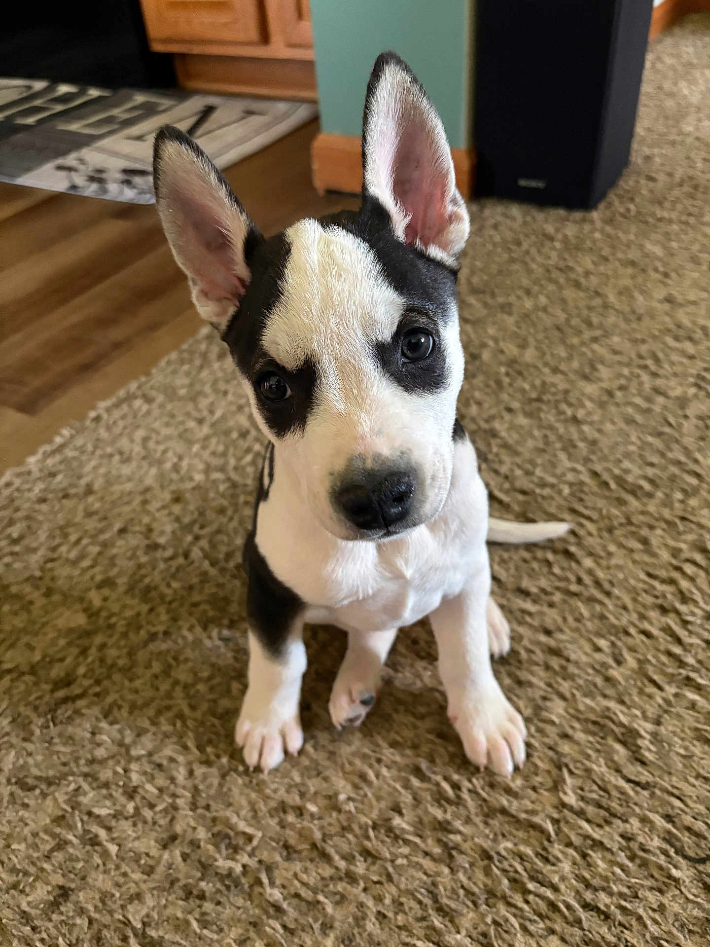 Loki is registered to the contest to win money with this photo: puppy, dog, black_and_white, carpet, ears, floor, indoor, pet, cute, young, fur, animal, canine, looking_up, small, sitting, home, wood_floor, curious, adorable