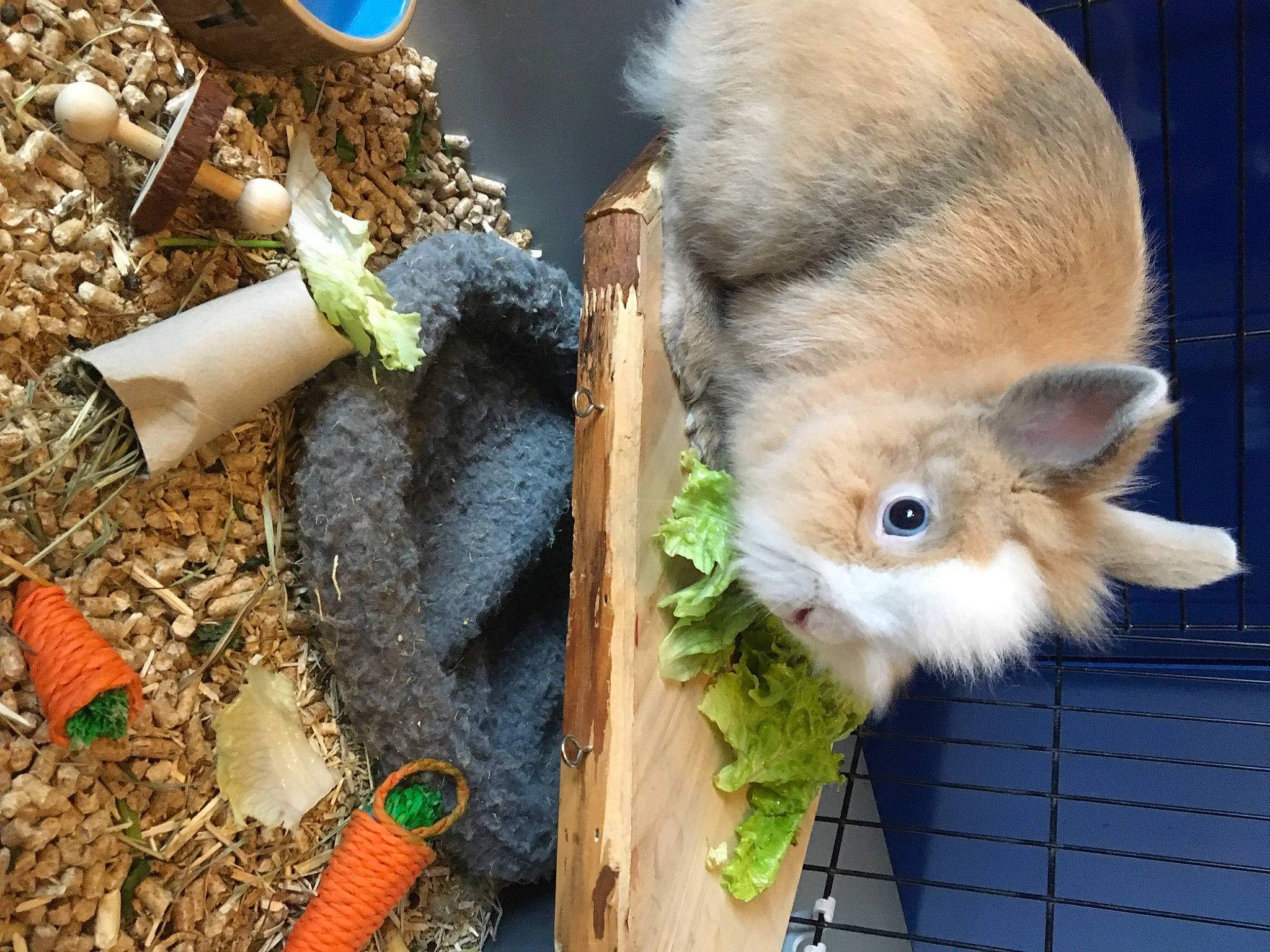 Pirouette a rejoint le concours — aidez-le/la à gagner de superbes lots ! art, canidae, companion_dog, dog_breed, fawn, fur, grass, guinea_pig, plush, rodent, small_to_medium_sized_cats, soil, stuffed_toy, tail, terrestrial_animal, toy, whiskers, wood, working_animal