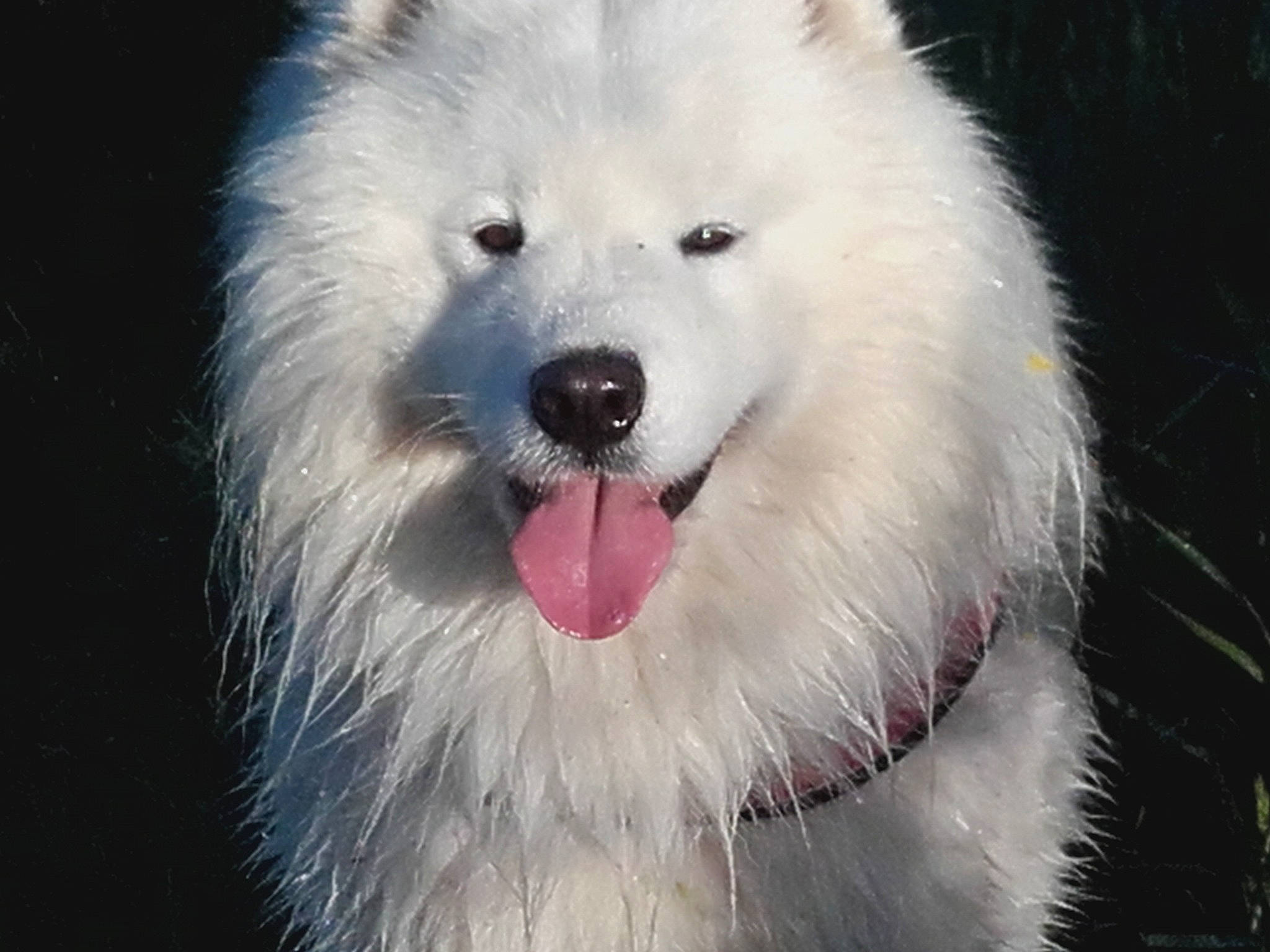 Ghost participe au concours pour gagner de l'argent avec cette photo : canidae, carnivore, companion_dog, dog, dog_breed, fang, fur, german_spitz, german_spitz_mittel, indian_spitz, iris, japanese_spitz, jaw, samoyed, snout, spitz, sporting_group, volpino_italiano, whiskers, working_animal