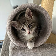 Wolfie a rejoint le concours — aidez-le/la à gagner de superbes lots ! kitten, cat, cat_tree, plush, pet, animal, cute, feline, whiskers, paw, indoor, curious, gray, white, young, pet_toy, cozy, fur, playful, domestic_cat