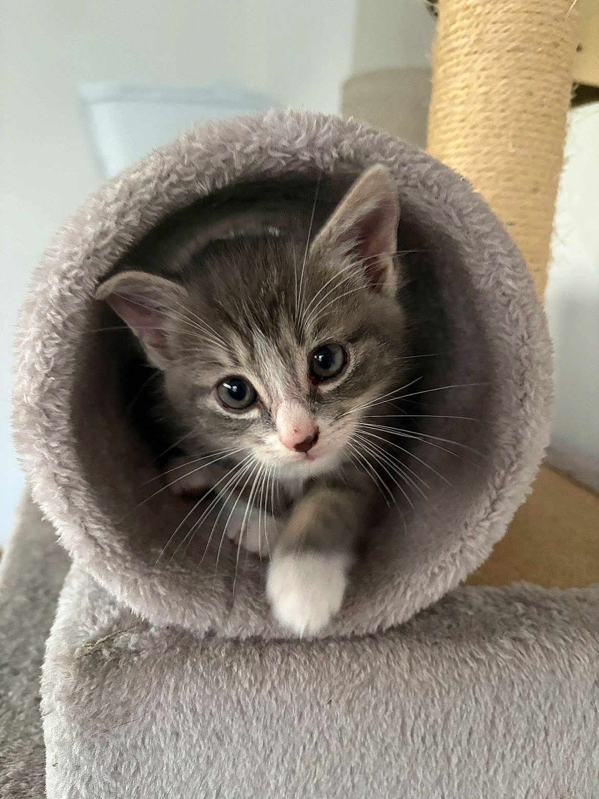 Wolfie a rejoint le concours — aidez-le/la à gagner de superbes lots ! kitten, cat, cat_tree, cozy, furry, paw, curious, indoor, pet, animal, gray, white, cute, whiskers, playful, soft, young, feline, tunnel, close_up