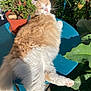 animal, blue_table, cat, daylight, fluffy, fur, garden, green_leaves, lounging, nature, orange_and_white, outdoor, pet, plant_pot, potted_plant, relaxed, shadow, sunlight, table, whiskers