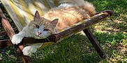 Oxo a rejoint le concours — aidez-le/la à gagner de superbes lots ! cat, dappled_light, feline, flower, fluffy, garden, green_grass, lounging, nature, outdoor_chair, paws, pet, relaxed, resting, shadow, sleepy, summer, sunlight, wooden_frame, yellow_stripes