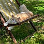 cat, dappled_light, feline, flower, fluffy, garden, green_grass, lounging, nature, outdoor_chair, paws, pet, relaxed, resting, shadow, sleepy, summer, sunlight, wooden_frame, yellow_stripes