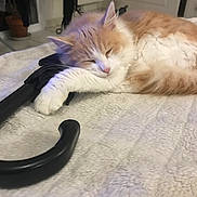 Oxo participe au concours pour gagner de l'argent avec cette photo : animal, blanket, cat, comfort, cozy, cute, feline, fluffy, fur, indoor, nap, orange, paw, pet, relaxation, resting, sleeping, soft, umbrella, white