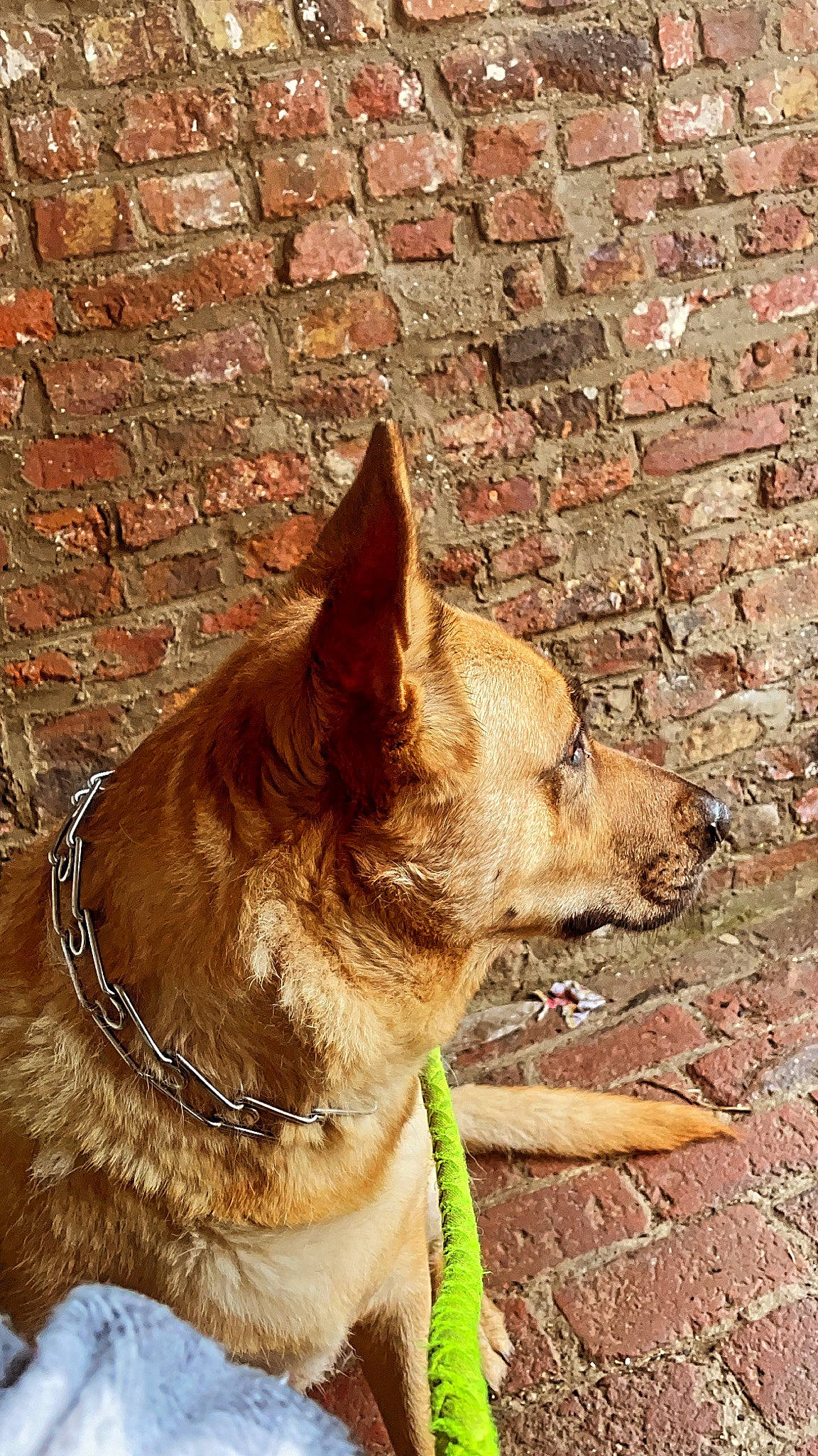 Narnia participe au concours pour gagner de l'argent avec cette photo : brick, brickwork, canidae, carnivore, collar, companion_dog, dog, dog_breed, dog_collar, fawn, liver, mortar, pet_supply, shadow, snout, sporting_group, terrestrial_animal, whiskers, wood, working_animal