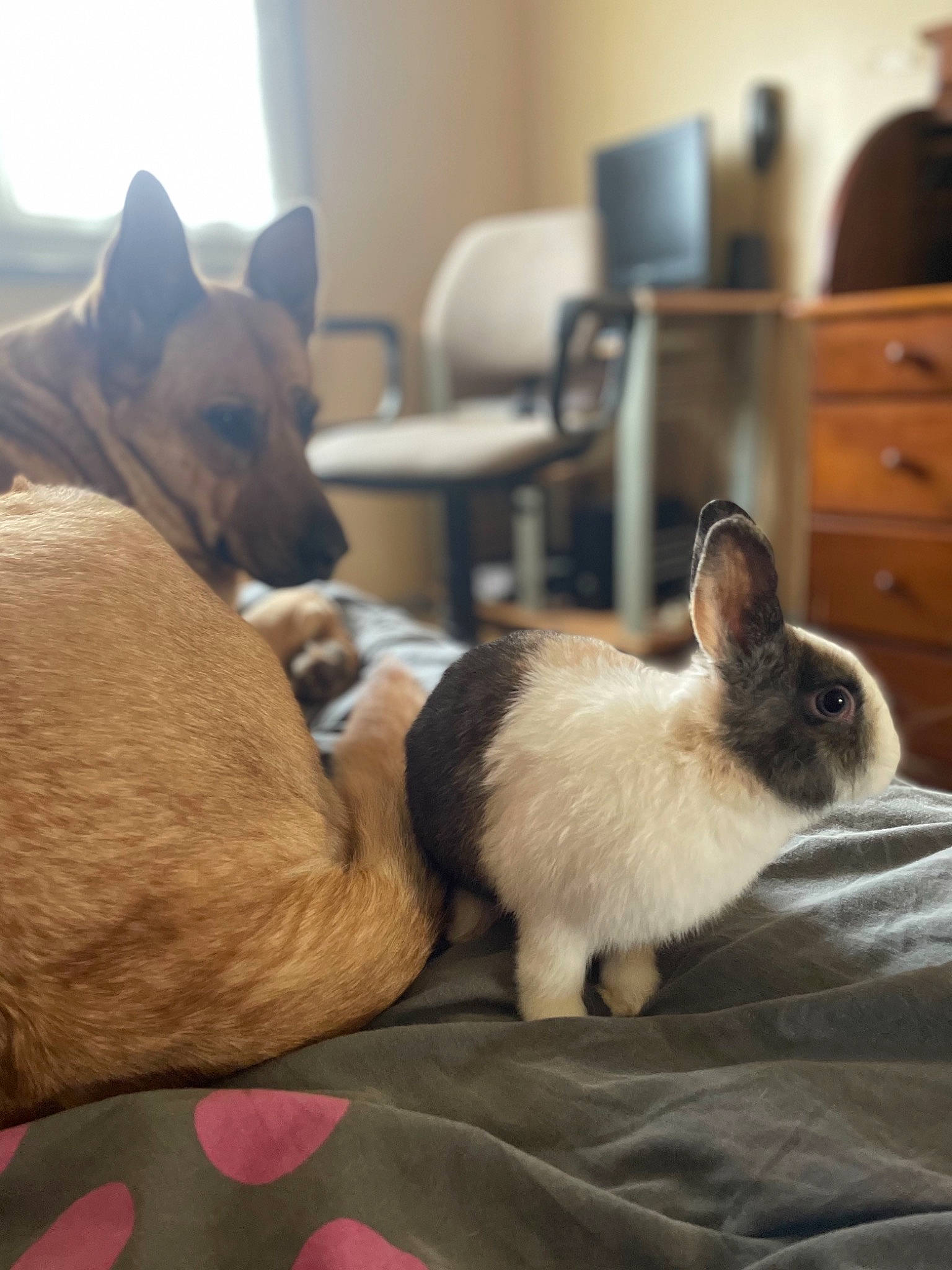 Narnia a rejoint le concours — aidez-le/la à gagner de superbes lots ! cabinetry, canidae, carnivore, cat, chair, comfort, companion_dog, dog, dog_breed, drawer, ear, fawn, felidae, fur, mammal, siamese, small_to_medium_sized_cats, snout, whiskers, wood