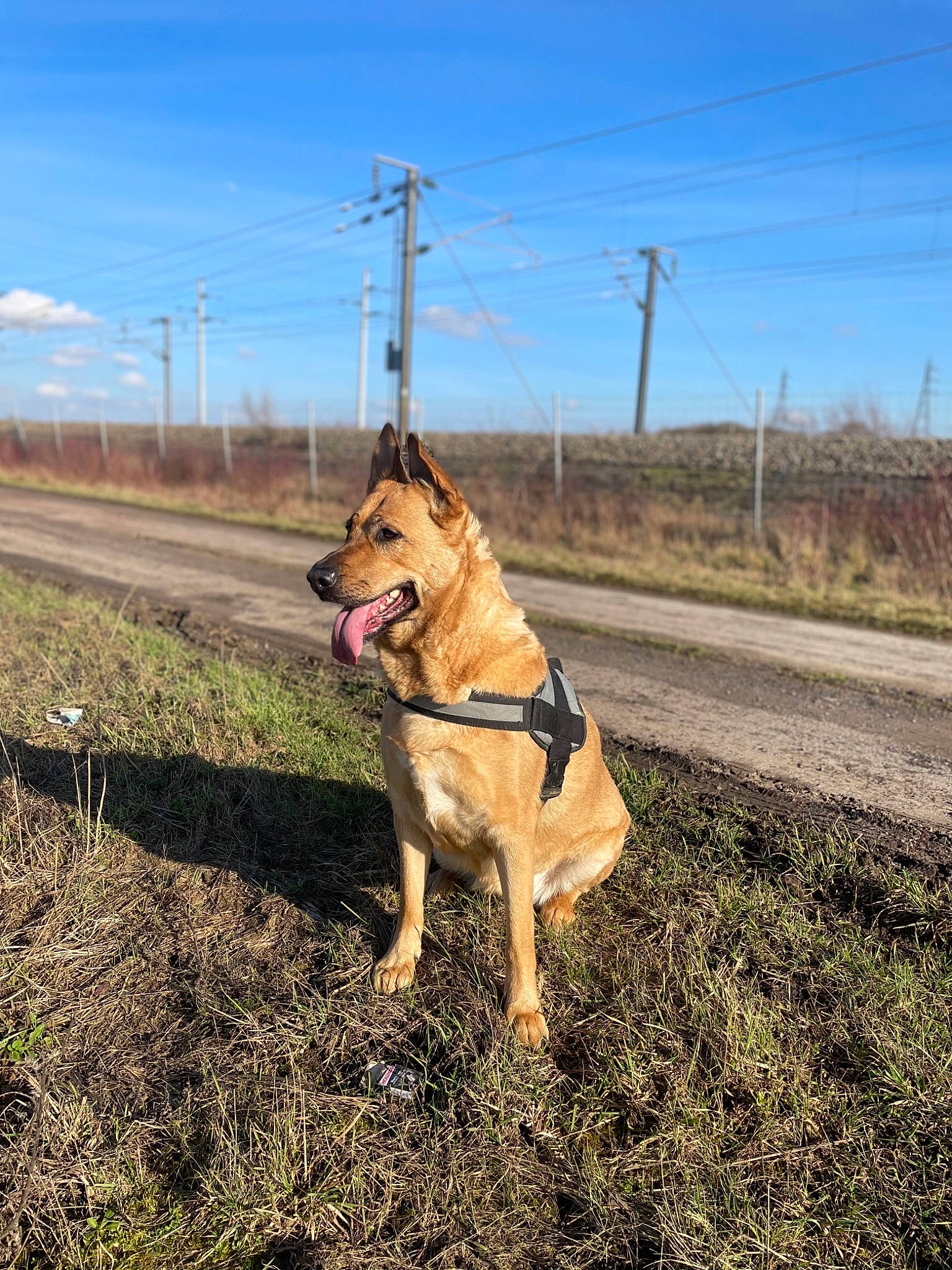 Narnia participe au concours pour gagner de l'argent avec cette photo : asphalt, carnivore, cloud, collar, companion_dog, dog, dog_breed, dog_collar, fawn, fence, grass, landscape, leash, plant, road_surface, sky, snout, tail, tire, tree