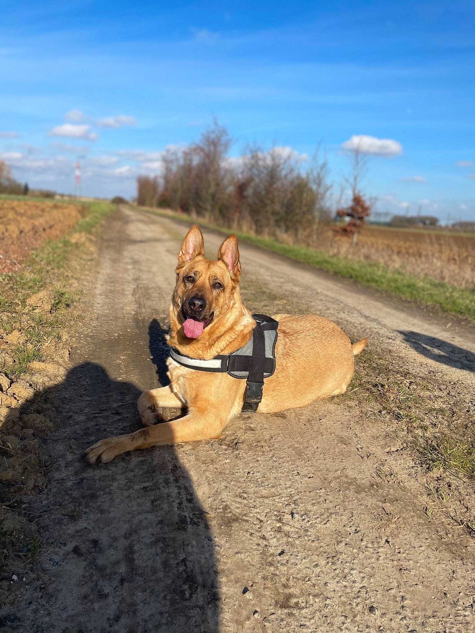Narnia participe au concours pour gagner de l'argent avec cette photo : asphalt, carnivore, cloud, collar, companion_dog, dog, dog_breed, dog_collar, dog_supply, fawn, grass, landscape, leash, pet_supply, plant, road, road_surface, sky, snout, tree