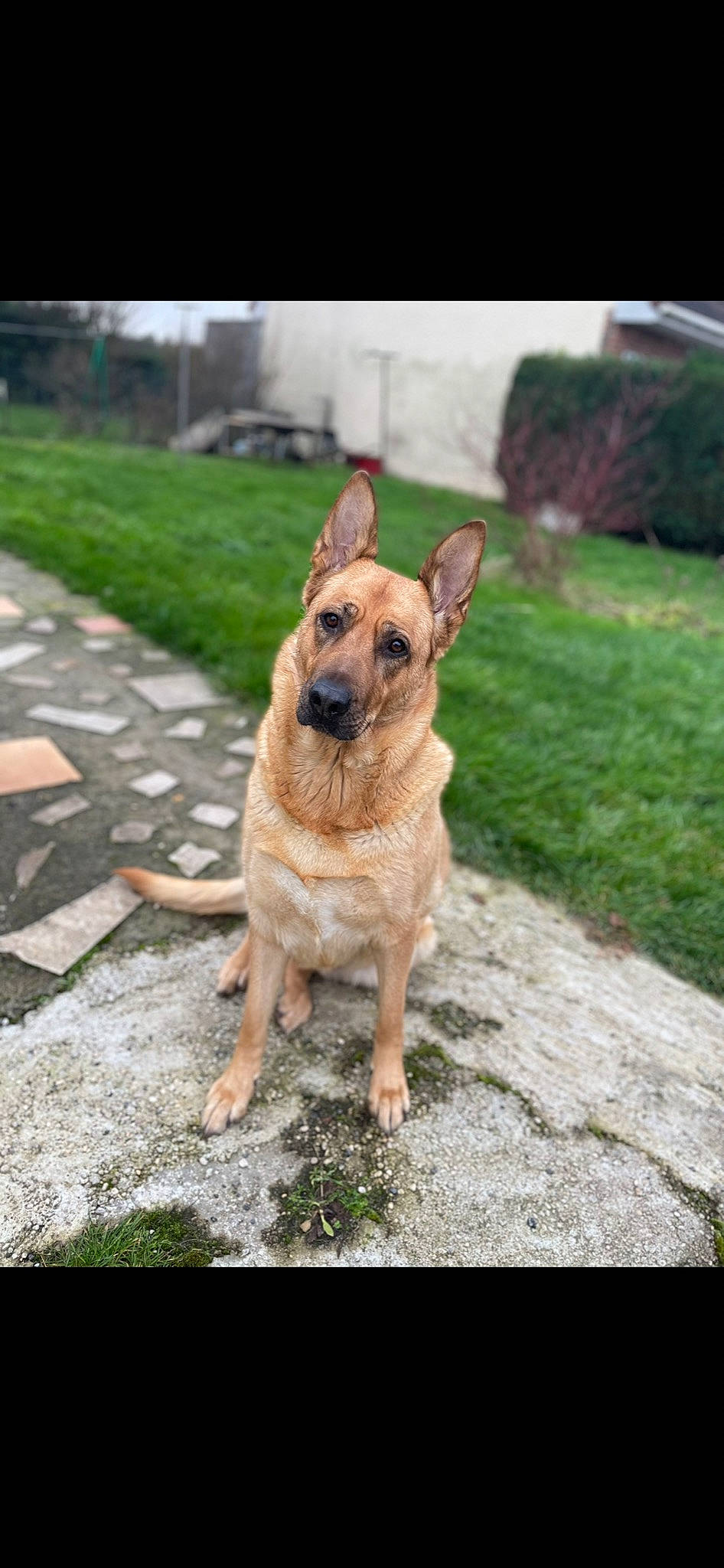 Narnia a rejoint le concours — aidez-le/la à gagner de superbes lots ! canidae, carnivore, companion_dog, dog, dog_breed, fawn, grass, groundcover, plant, road, road_surface, snout, soil, sporting_group, street_dog, tail, terrestrial_animal, whiskers, wood, working_animal