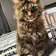 Rowan is registered to the contest to win money with this photo: cat, tabby, pet, animal, fur, green_eyes, collar, bell, bedspread, pattern, indoor, laundry_basket, curious, whiskers, closeup, feline, domestic_cat, sitting, cute, fluffy