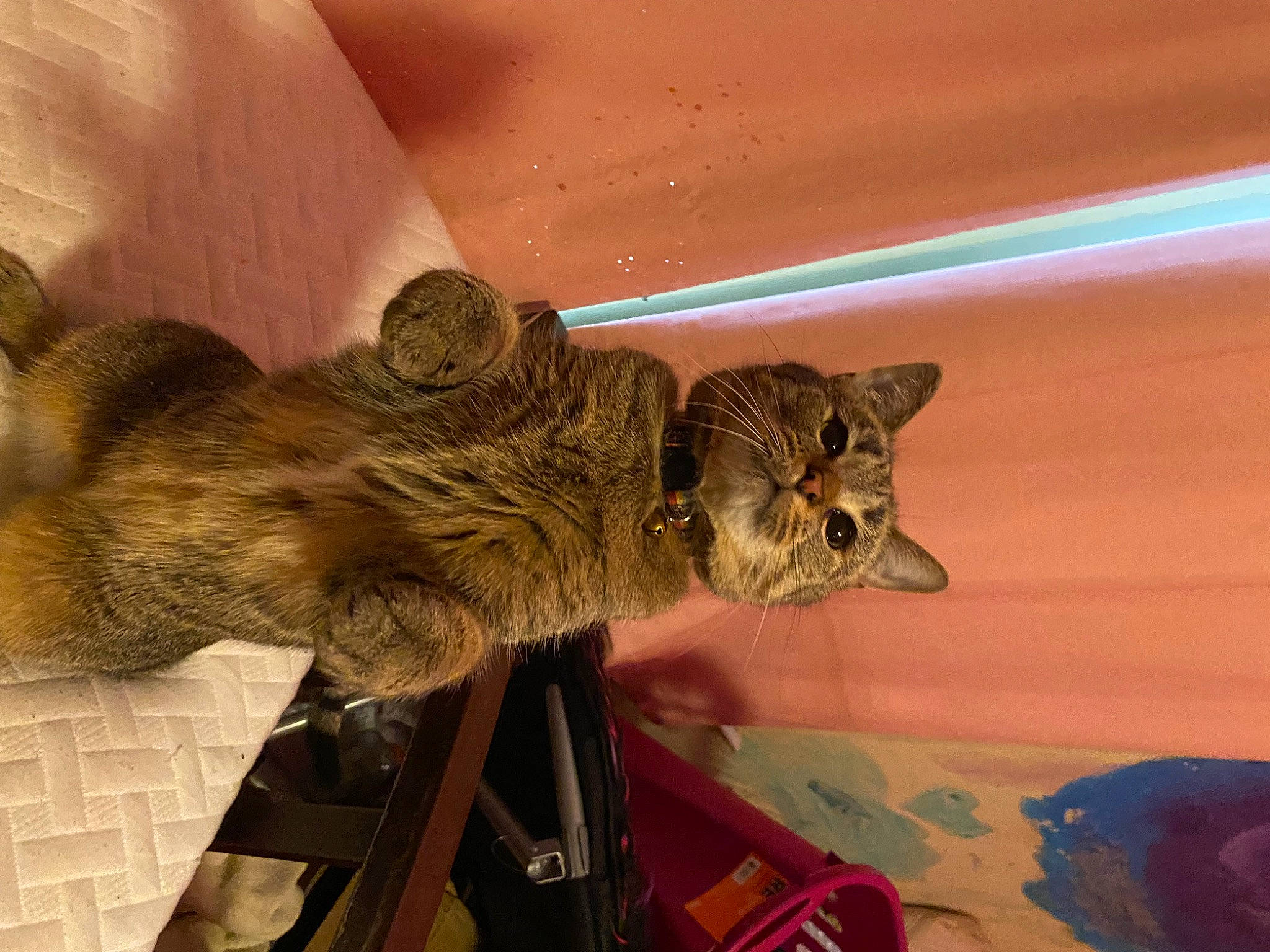 Maggie joined the competition — help win amazing prizes! art, artifact, bat, carving, ceiling, claw, fawn, feather, felidae, fur, metal, small_to_medium_sized_cats, tail, terrestrial_animal, tourist_attraction, visual_arts, wildlife, wing, wood