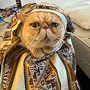 Hercule a rejoint le concours — aidez-le/la à gagner de superbes lots ! cat, blanket, wrapped, indoor, bed, feline, face, whiskers, cozy, pattern, brown, cream, fur, pet, looking, closeup, expression, resting, animal, cute