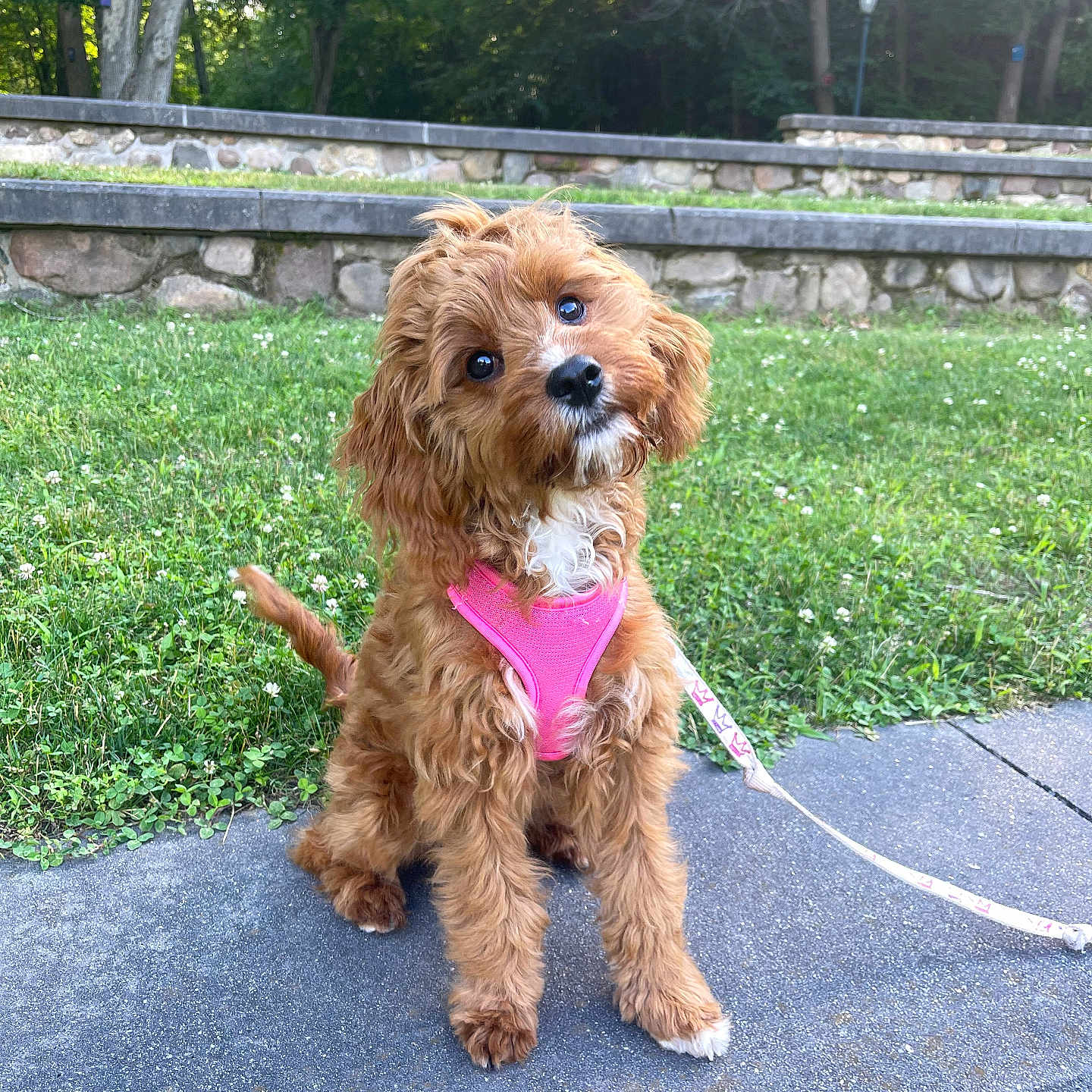 Ellie joined the competition — help win amazing prizes! accessories, animal, canine, dog, grass, leash, nature, outdoors, park, path, pet, plant, poodle, puppy, strap, summer, terrier, tree, vegetation, walkway