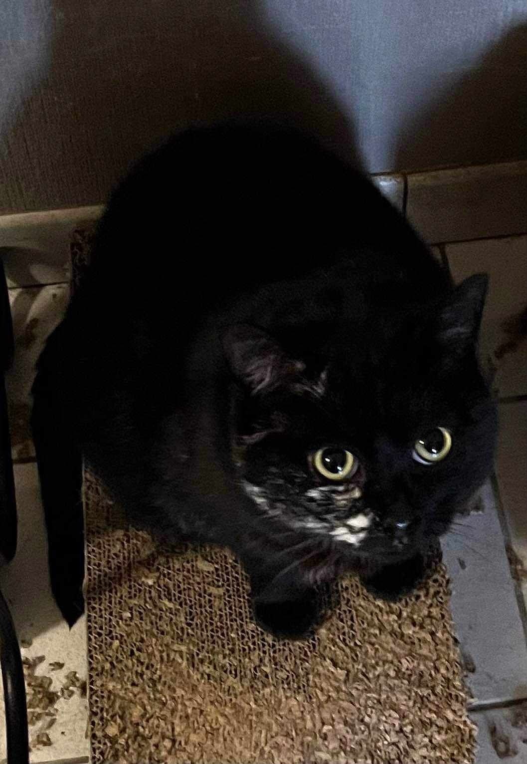 Ombrelle a rejoint le concours — aidez-le/la à gagner de superbes lots ! automotive_tire, black_cat, carnivore, cat, cat_supply, chair, comfort, domestic_short_haired_cat, felidae, fur, hardwood, pet_supply, small_to_medium_sized_cats, snout, tail, terrestrial_animal, whiskers, window