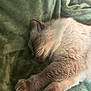 cat, sleeping, nap, fur, paw, whiskers, ear, blanket, green_blanket, cozy, domestic_pet, indoor, close_up, portrait, resting, cream_fur, fluffy, relaxed, soft_texture, pet_bed