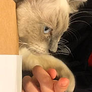 Beatty a rejoint le concours — aidez-le/la à gagner de superbes lots ! cat, blue_eyes, fluffy_fur, paw, human_hand, whiskers, ear, cardboard_edge, table, hoodie, close_up, indoor, kitten, portrait, playing, domestic_pet, fingers, soft_texture, curious, light_fur