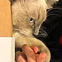 cat, blue_eyes, fluffy_fur, paw, human_hand, whiskers, ear, cardboard_edge, table, hoodie, close_up, indoor, kitten, portrait, playing, domestic_pet, fingers, soft_texture, curious, light_fur