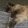 Beatty a rejoint le concours — aidez-le/la à gagner de superbes lots ! cat, feline, sheet_music, music_score, paw, fur, bed, bedding, blanket, sleepy, lying_down, cozy, indoor, close_up, whiskers, ear, pattern, relaxed, paper, paws_on_paper