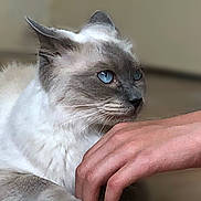 Beatty a rejoint le concours — aidez-le/la à gagner de superbes lots ! cat, blue_eyes, feline, pet, domestic_cat, long_fur, whiskers, ears, muzzle, nose, close_up, portrait, indoor, human_hand, interaction, pale_fur, gaze, sitting, soft_texture, cozy