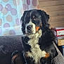 animal, bernese_mountain_dog, black_fur, brown_fur, calm, companion, couch, cozy, curtain, dog, domestic, furniture, indoor, mammal, pet, portrait, sitting, white_fur, window, wood_wall