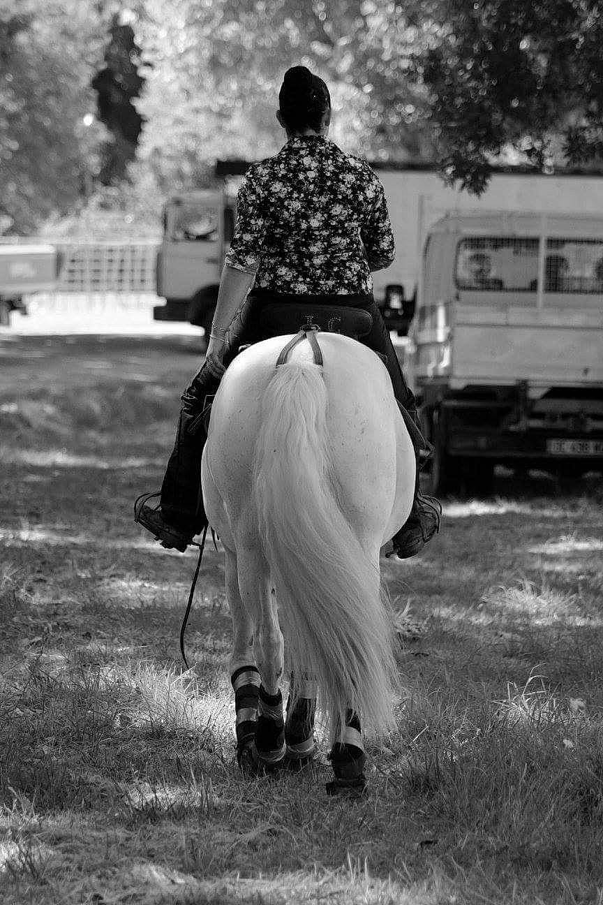 Ziggy a rejoint le concours — aidez-le/la à gagner de superbes lots ! animal_sports, black_and_white, bridle, dress, dressage, english_riding, equestrianism, equitation, horse, horse_tack, lady, mane, monochrome_photography, photograph, recreation, rein, saddle, stock_photography, western_riding, white