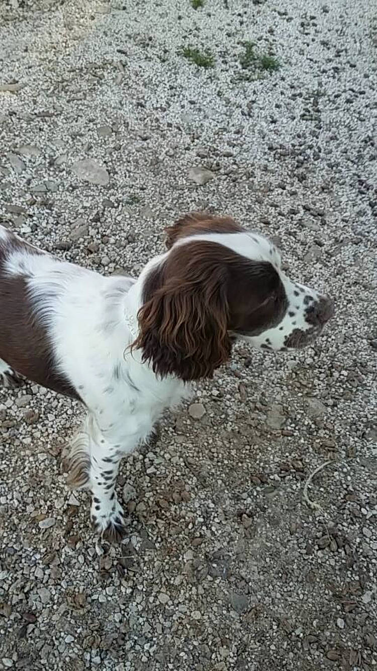 Java participe au concours pour gagner de l'argent avec cette photo : blue_picardy_spaniel, canidae, carnivore, dog, dog_breed, drentse_patrijshond, english_springer_spaniel, french_spaniel, german_longhaired_pointer, german_spaniel, irish_red_and_white_setter, liver, mammal, russian_spaniel, setter, small_munsterlander, spaniel, sporting_group, vertebrate, welsh_springer_spaniel