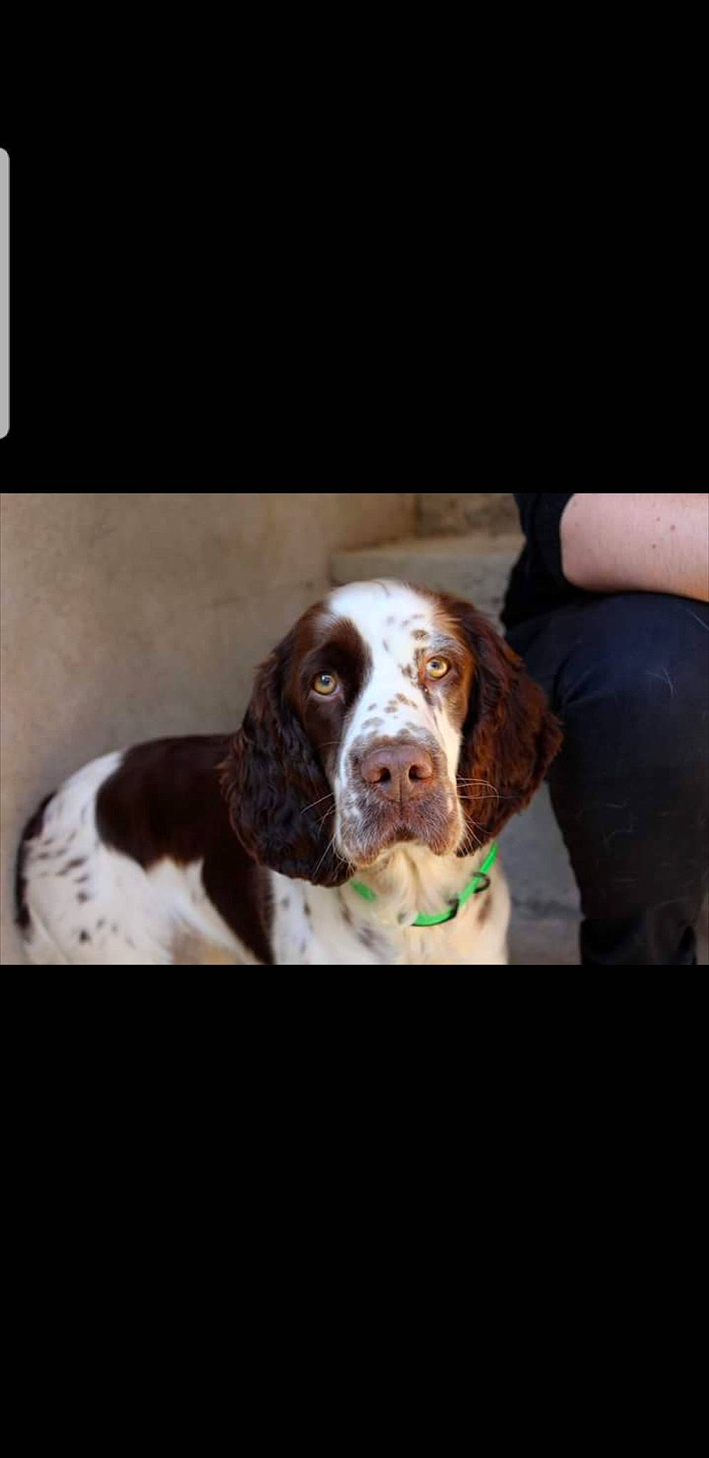 Java a rejoint le concours — aidez-le/la à gagner de superbes lots ! brittany, canidae, carnivore, cocker_spaniel, dog, dog_breed, english_springer_spaniel, french_spaniel, hunting_dog, mammal, old_danish_pointer, pachon_navarro, puppy, rare_breed_dog, spaniel, sporting_group, vertebrate