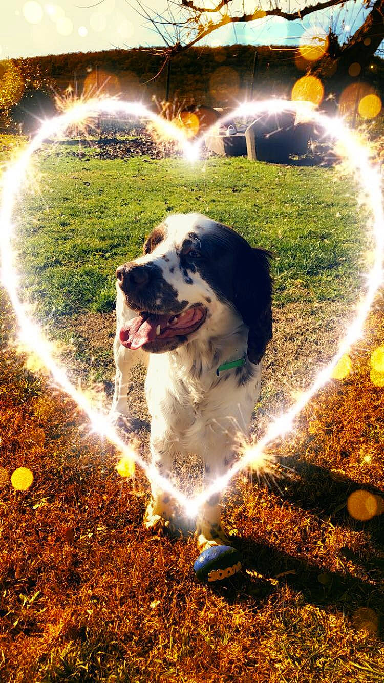 Java participe au concours pour gagner de l'argent avec cette photo : canidae, carnivore, dog, dog_breed, landseer, sporting_group, st_bernard