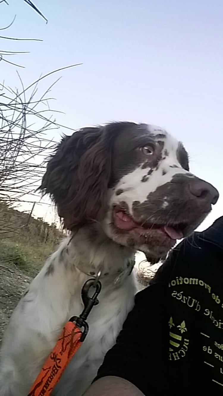 Java a rejoint le concours — aidez-le/la à gagner de superbes lots ! canidae, carnivore, dog, dog_breed, drentse_patrijshond, english_setter, english_springer_spaniel, french_spaniel, german_longhaired_pointer, hunting_dog, large_munsterlander, mammal, rare_breed_dog, retriever, setter, small_munsterlander, snout, spaniel, sporting_group, vertebrate