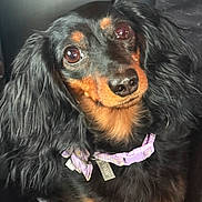 Peanut Hunter joined the competition — help win amazing prizes! dog, long_hair, black, brown, pet, collar, purple_collar, close_up, portrait, animal, cute, fur, ears, face, expression, indoors, domestic_animal, mammal, friendly, looking_at_camera