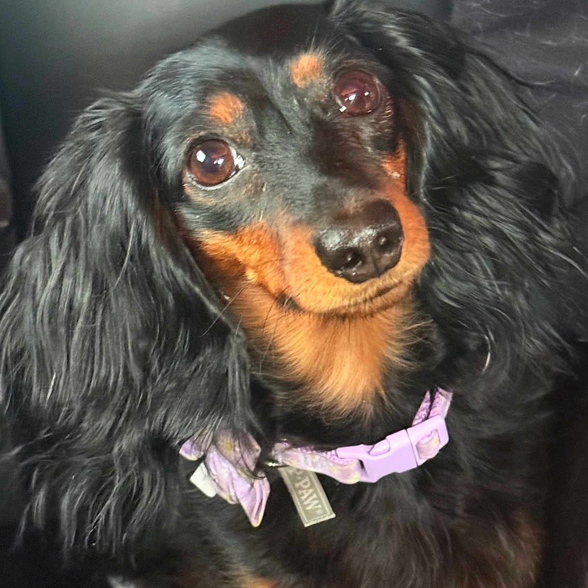 Peanut Hunter joined the competition — help win amazing prizes! dog, long_hair, black, brown, pet, collar, purple_collar, close_up, portrait, animal, cute, fur, ears, face, expression, indoors, domestic_animal, mammal, friendly, looking_at_camera