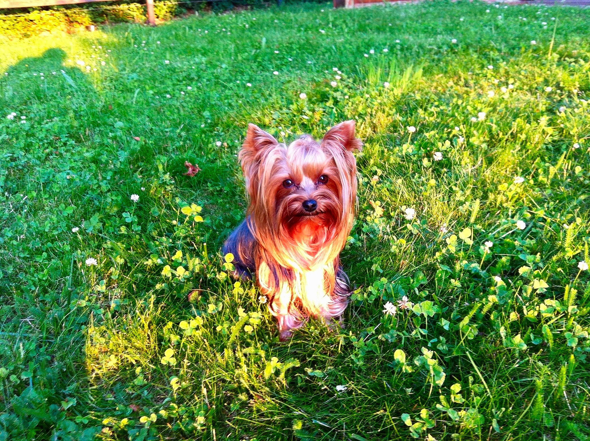 Farah a rejoint le concours — aidez-le/la à gagner de superbes lots ! carnivore, companion_dog, dog, dog_breed, fawn, flower, garden, grass, grass_family, grassland, green, groundcover, landscape, lawn, natural_landscape, people_in_nature, plant, shrub, sporting_group, sunlight