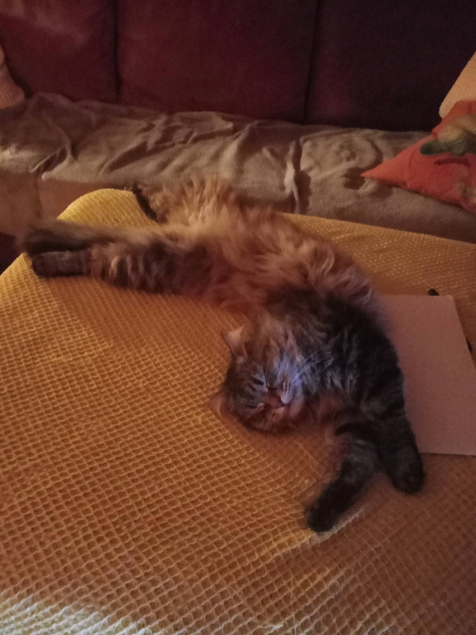 Kitkat is registered to the contest to win money with this photo: carnivore, cat, cloud, comfort, companion_dog, dog_breed, domestic_short_haired_cat, fawn, felidae, floor, flooring, fur, hardwood, paw, room, small_to_medium_sized_cats, tail, terrestrial_animal, whiskers, wood