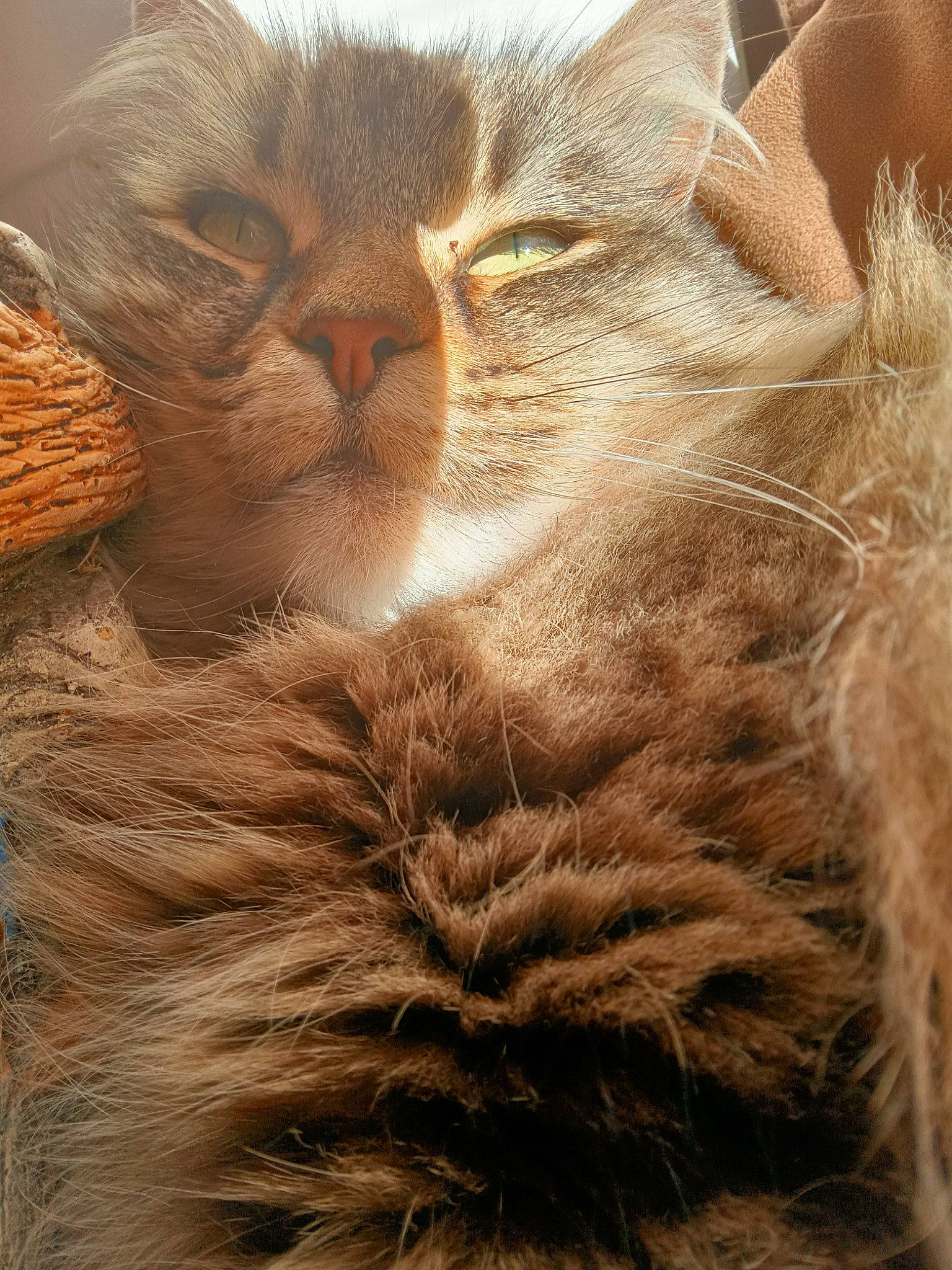 Kitkat is registered to the contest to win money with this photo: carnivore, cat, domestic_short_haired_cat, eye, fawn, felidae, fur, plant, small_to_medium_sized_cats, snout, tail, terrestrial_animal, tree, whiskers, wildlife, wood