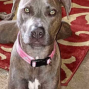 Bella joined the competition — help win amazing prizes! dog, pet, indoor, collar, gray, animal, carpet, pattern, floor, cute, canine, fur, ears, eyes, looking, sitting, domestic, portrait, pink_collar, attentive