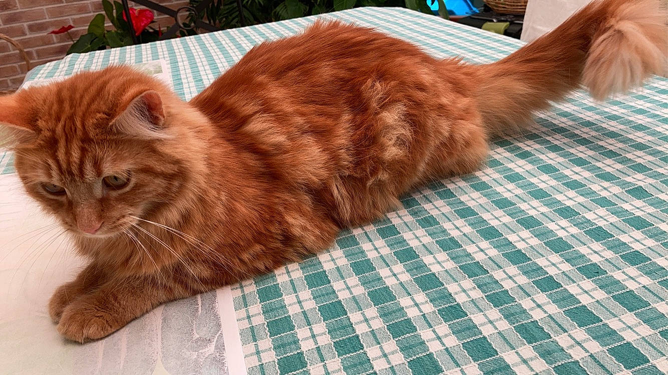 Patch participe au concours pour gagner de l'argent avec cette photo : carnivore, cat, claw, comfort, cutting_mat, domestic_short_haired_cat, fawn, felidae, flooring, fur, liver, pattern, paw, plant, small_to_medium_sized_cats, snout, tail, tartan, whiskers, wood