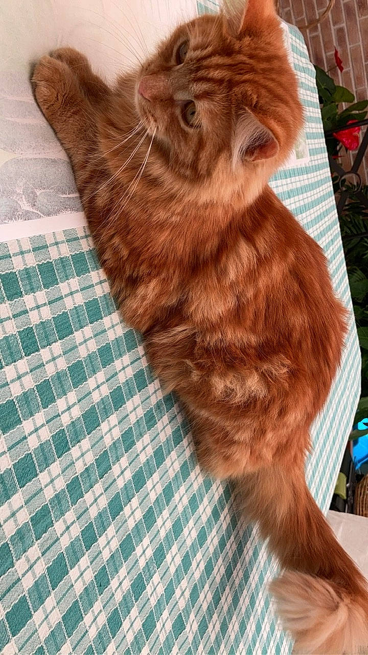 Patch participe au concours pour gagner de l'argent avec cette photo : black_cat, canidae, carnivore, cat, companion_dog, dog_breed, eye, fawn, felidae, liver, pattern, plaid, small_to_medium_sized_cats, snout, sporting_group, tail, tartan, terrestrial_animal, whiskers, wood