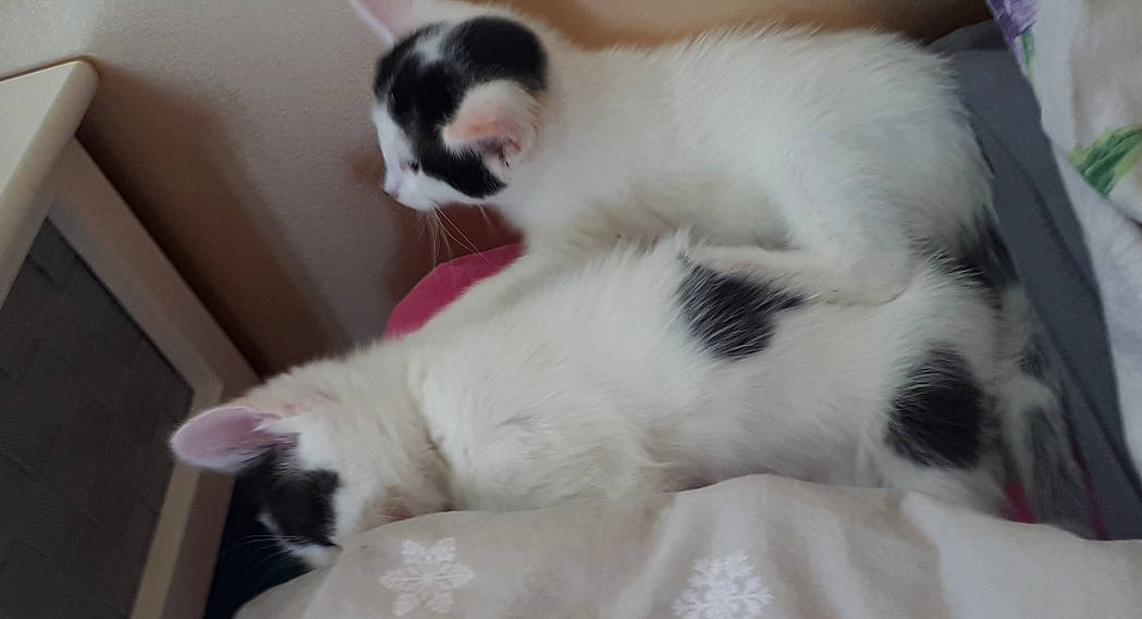 Luna participe au concours pour gagner de l'argent avec cette photo : balinese, carnivore, cat, cat_supply, claw, comfort, companion_dog, domestic_short_haired_cat, felidae, fur, nap, paw, small_to_medium_sized_cats, snout, tail, terrestrial_animal, whiskers