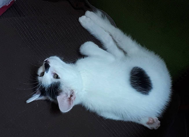 Luna participe au concours pour gagner de l'argent avec cette photo : carnivore, cat, claw, dog_breed, domestic_short_haired_cat, felidae, foot, fur, paw, small_to_medium_sized_cats, snout, tail, terrestrial_animal, whiskers