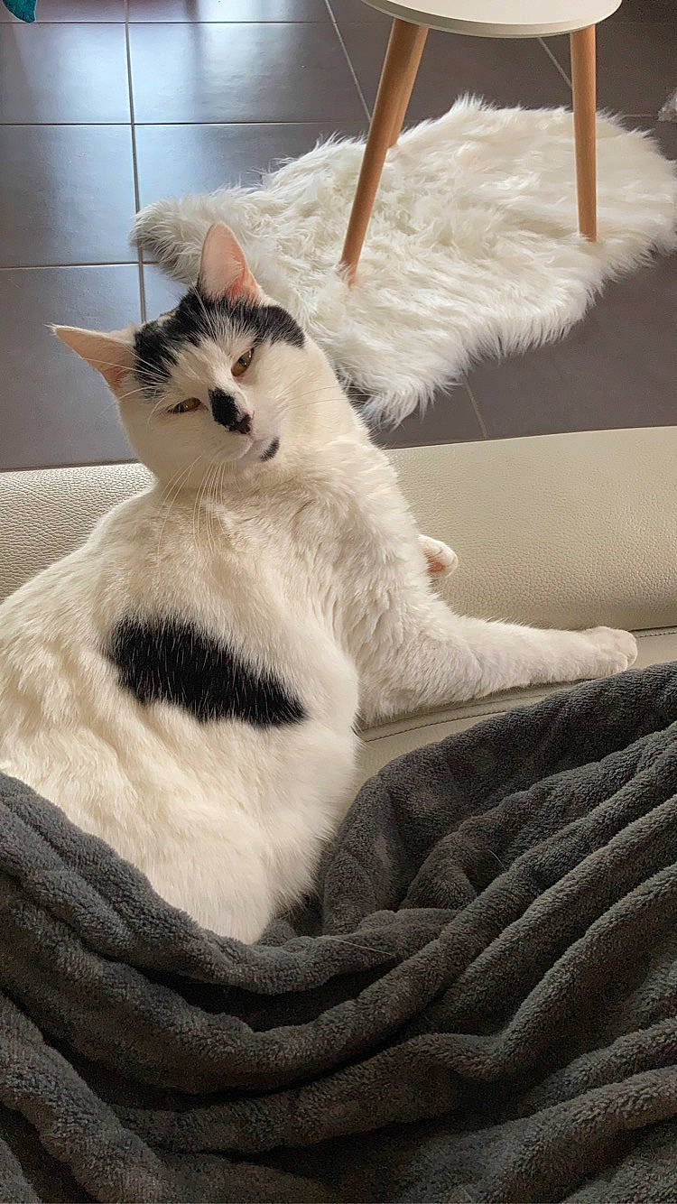 Luna a rejoint le concours — aidez-le/la à gagner de superbes lots ! carnivore, cat, cat_furniture, cat_supply, claw, comfort, domestic_short_haired_cat, felidae, foot, fur, linens, paw, pet_supply, small_to_medium_sized_cats, snout, tail, terrestrial_animal, textile, whiskers, wood