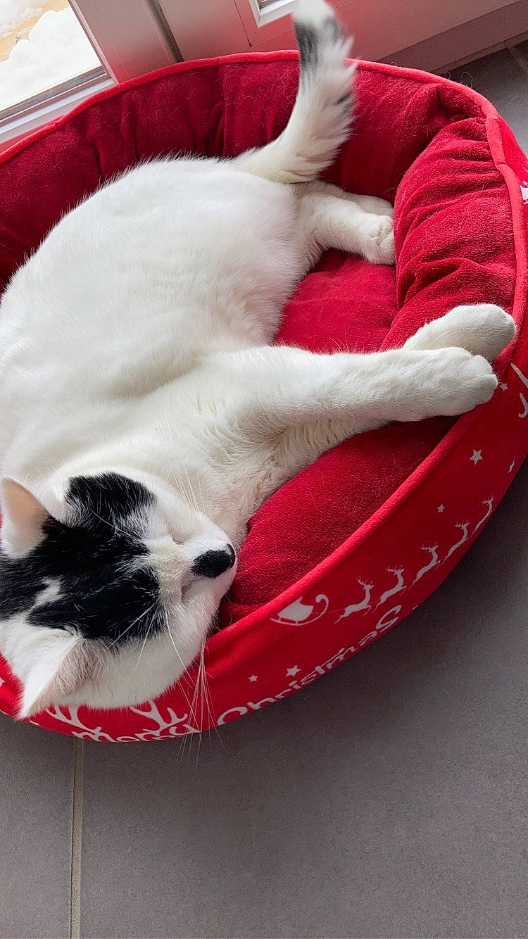 Luna participe au concours pour gagner de l'argent avec cette photo : carmine, carnivore, cat, cat_bed, cat_supply, claw, comfort, domestic_short_haired_cat, felidae, foot, fur, linens, nap, paw, pet_supply, small_to_medium_sized_cats, snout, tail, whiskers