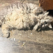 Sophie joined the competition — help win amazing prizes! cat, fluffy, gray_cat, lying_down, wooden_floor, indoor, pet, feline, curious, relaxed, sunlight, animal, cute, fur, whiskers, claws, home, floor, resting, looking
